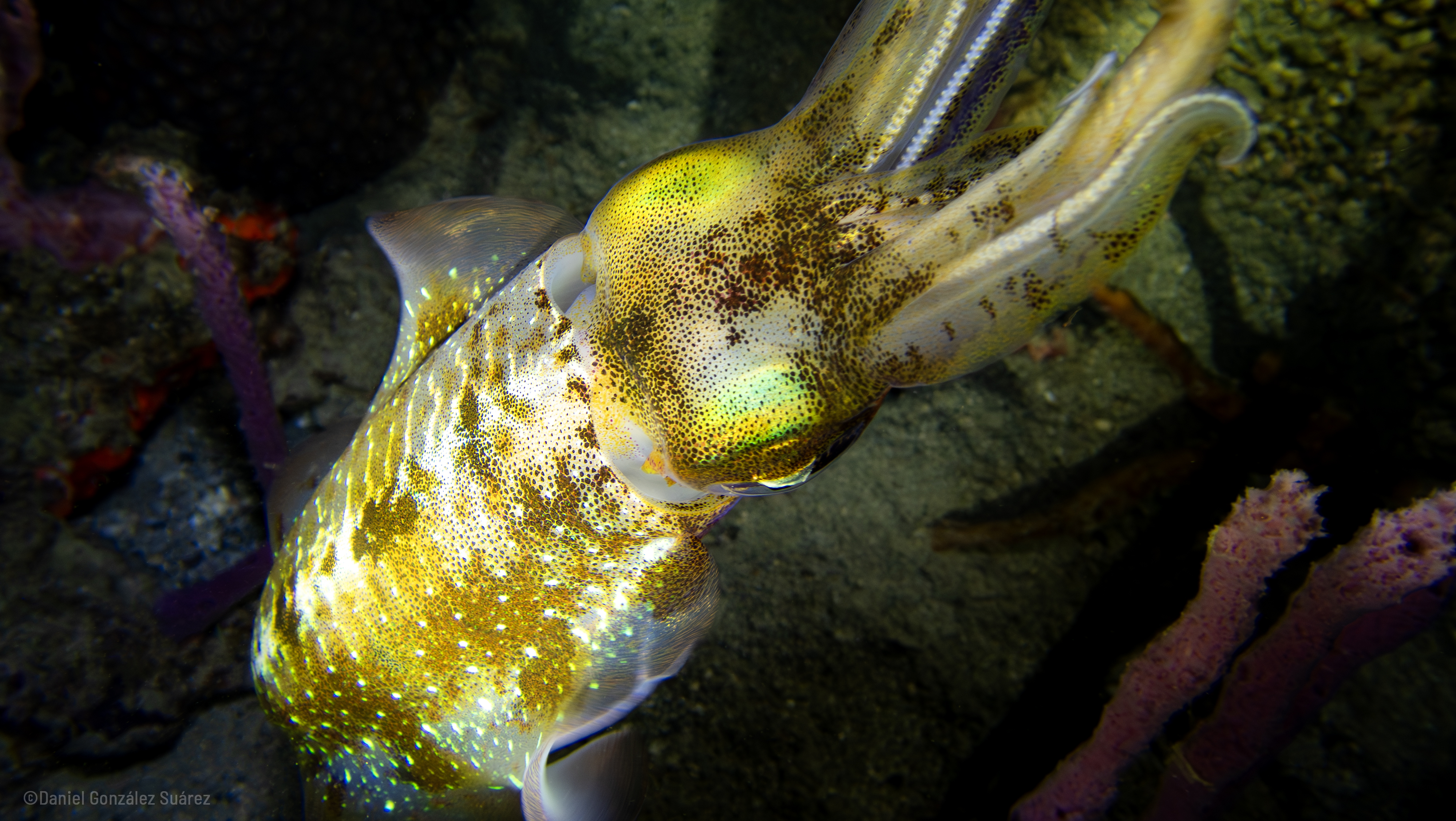 Sepioteuthis sepioidea