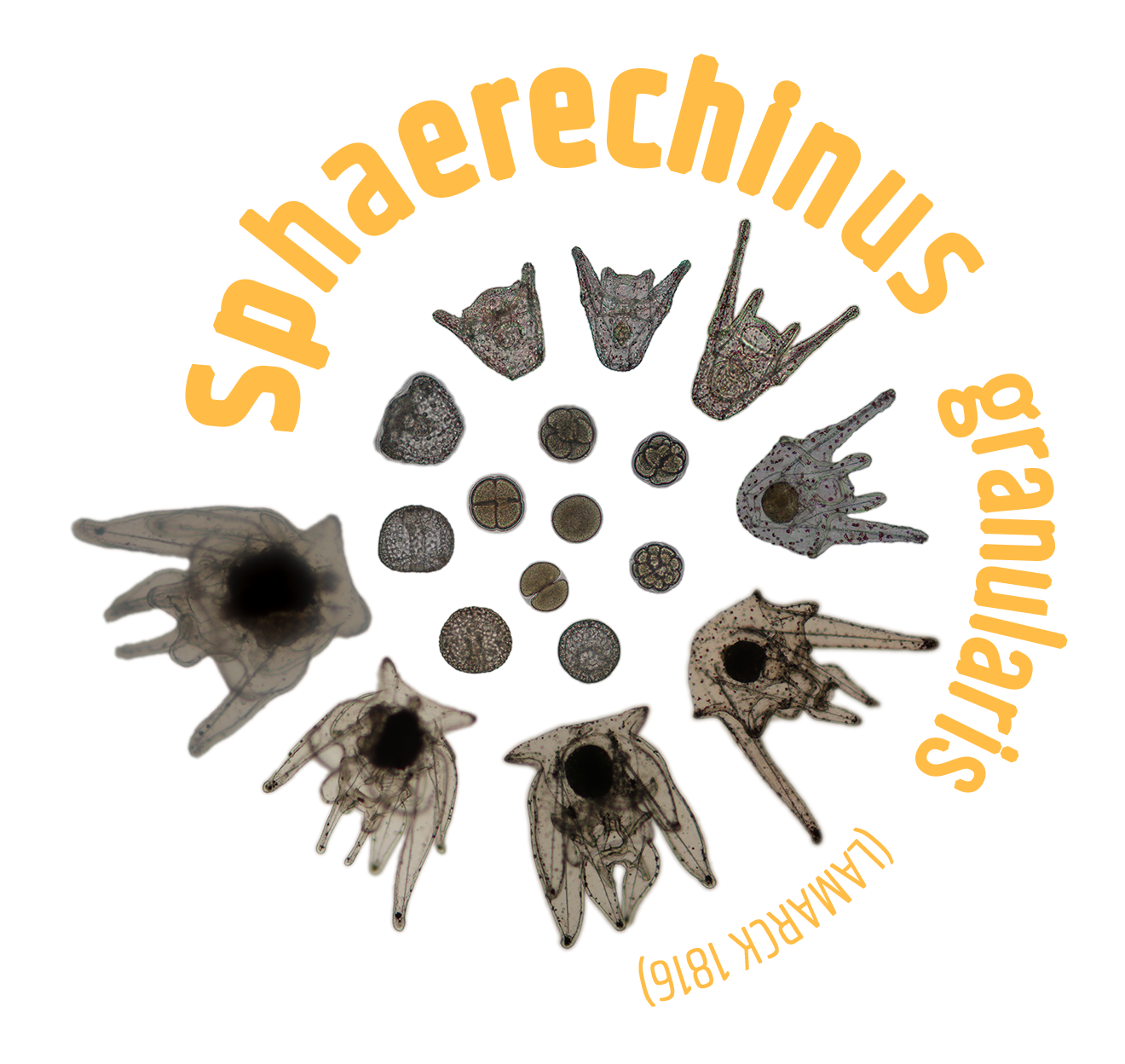 sphaerechinus_png.png